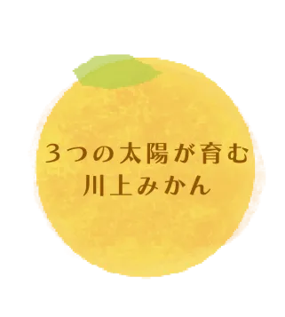 3つの太陽が育む川上みかん