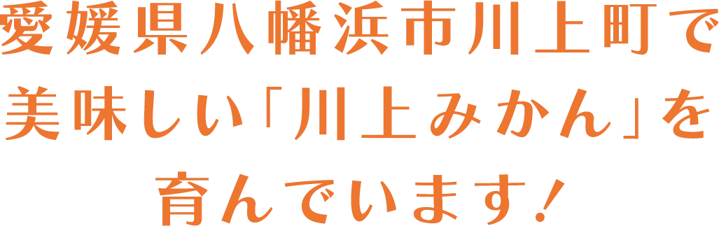 愛媛県八幡浜市川上町で美味しい「川上みかん」を育んでいます！