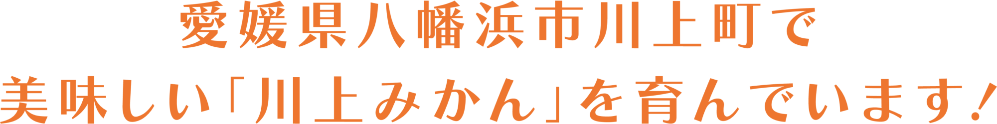愛媛県八幡浜市川上町で美味しい「川上みかん」を育んでいます！
